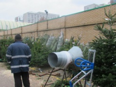 Tam kupisz choinkę nawet za 35 zł. Leśnicy rozpoczynają sprzedaż