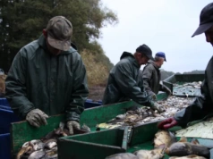 Mijają trzy lata, zanim trafią na wigilijny stół. Tak wygląda hodowla najpopularniejszego karpia w Polsce