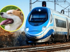 Pies, który jeździł PKP Intercity. Oto oficjalne zasady