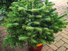 Największy błąd po zakupie żywej choinki. Sypie się już na drugi dzień