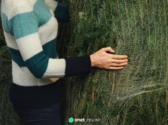 To najlepsza alternatywa dla choinki. Postoi dłużej i nie gubi igieł