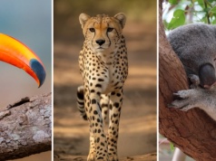 Dopasuj zwierzę do kontynentu. Proste? Tylko na pierwszy rzut oka!