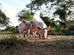 Największa wolnowybiegowa ferma świń wystawiona na sprzedaż. Jaka cena?