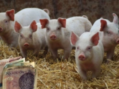 Jakie ceny prosiąt na początku grudnia 2025?