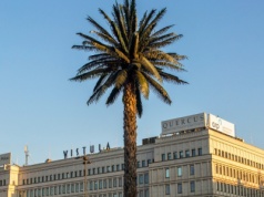 ​"Pozdrowienia z Alej Jerozolimskich". Krótka historia najsłynniejszej polskiej palmy