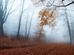 Chłód i mgła. Pogoda na piątek (12 grudnia) w Łódzkiem