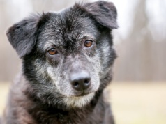 Czy twój pupil cierpi na "psią demencję"? Oto znaki rozpoznawcze tej choroby