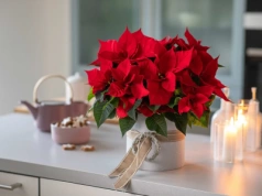 Pielęgnacja gwiazdy betlejemskiej jest bardzo prosta. Zrób to, a nie zrzuci ani jednego liścia