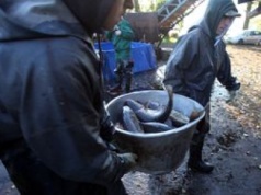 Hodują karpie od 800 lat. Mówią, jakich ryb szukają dzisiaj Polacy