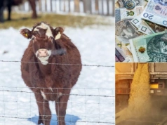 Ceny zbóż rosną, paliwa w dół. Co z żywcem i nawozami?