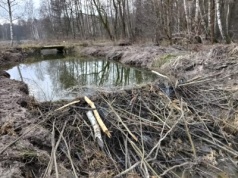 Bobry bardzo aktywne…