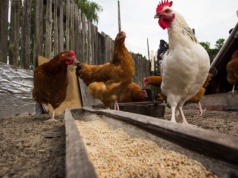 Celowo podpalił kurnik – zginęło ponad 40 ptaków