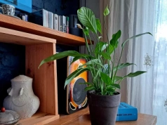 Wsyp 1 łyżkę do litra wody. Za dwa tygodnie skrzydłokwiat obsypie się kwiatami