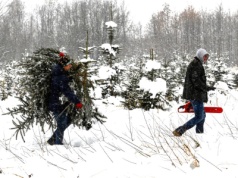 Tyle kosztują choinki w nadleśnictwach. Żywe drzewko możemy mieć już za 20 złotych