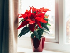 Podlewaj tym kapryśną gwiazdę betlejemską. Szybko sobie podziękujesz