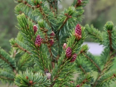 Zasadź go zamiast tui, a zobaczysz różnicę. Ten iglak tworzy żywopłot nie do przebicia