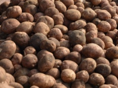 Uprawa ziemniaka na zakręcie. Rekordowe zbiory, katastrofalne ceny i niepewny 2026 rok