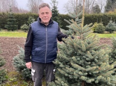 Cała prawda o choinkach. Coraz trudniej o polskie drzewko