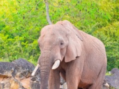 Zoo w Poznaniu przekazało złe wieści o słoniu. "Zmarł brat naszego Ninia"