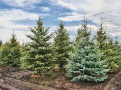 Przyrodnicy ostrzegają. Inwazyjna mszyca może pojawić się na choince