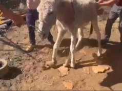 Dramatyczne odkrycie Seprony na Gran Canarii. Ponad 30 zwierząt uratowanych