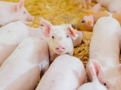 Mimo rynkowych zawirowań ceny warchlaków pozostają stabilne. Znamy aktualne stawki