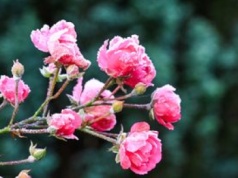 Takiego grudnia dawno nie było. Niecodzienna sytuacja w pogodzie