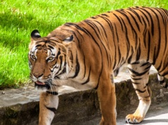 Tygrysy pojawiły się tam, gdzie się nie spodziewano. Nagły wzrost