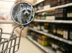 Włamał się do sklepu i wypił alkohol. Schronisko zarobiło fortunę