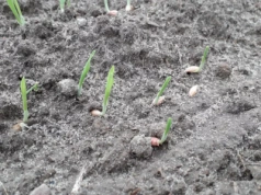 Czy można jeszcze siać jęczmień jary jako przewódkę?