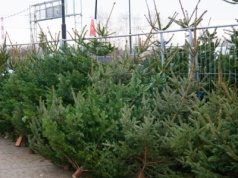 Choinka będzie zachwycać przez kilka tygodni. Wystarczy wrzucić to do doniczki