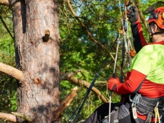 Polscy naukowcy wchodzą na drzewa i pukają w nie. O co im chodzi?