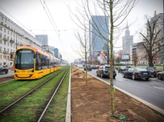 Pierwsze drzewa wzdłuż torowiska na Marszałkowskiej już posadzone