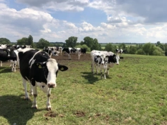 Świat pompuje produkcję mleka. A UE zapłaci za to spadkiem cen