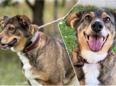 Do serca przytul psa. Freja czeka na nowy dom