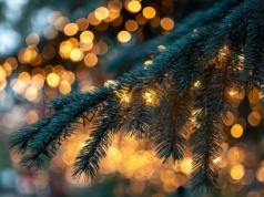 Złoto faraona i niebieski miód na jarmarku w Starachowicach