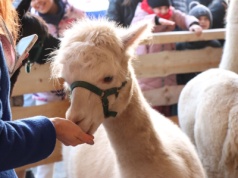Rodzinna atrakcja na święta. Żywa Szopka przy ul. Bociana 8 już jest