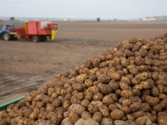 Polska największym dostawcą ziemniaków na Ukrainę. Eksport wzrósł ponad pięciokrotnie