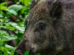 Żołnierze WOT przeszukiwali lasy po wykryciu ASF u dzika