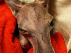 Kangurzy baby boom w Warszawie – ZOO potwierdza narodziny aż pięciu młodych!