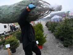 Lasy Państwowe. W 2025 roku ceny choinek niższe