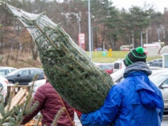 W kupowanych choinkach może być inwazyjny gatunek. Jest za nim list gończy
