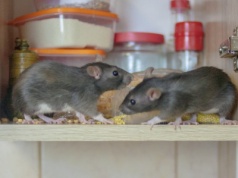 Jak pozbyć się myszy? Wystarczy położyć to przy ścianie. Gryzonie zawracają natychmiast