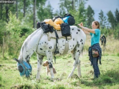 „Wolność, której wszyscy szukamy”. Nie city break, a jazda konna