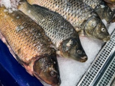 Ceny karpia na Wigilię 2025. Świąteczna tradycja coraz droższa