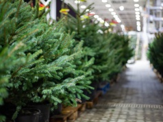 Nie przepłacaj za choinkę. Powinna kosztować 30-40 zł