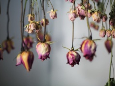 Nietuzinkowa naturalna dekoracja do ciast, świec i albumów. Podpowiadamy, jak zasuszyć kwiaty