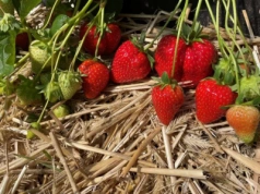 Nowe odmiany truskawek – bardzo wczesne, późna i powtarzająca owocowanie