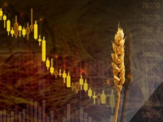 15.12.2025 Ceny skupu zbóż, kukurydzy, oleistych i strączkowych: stawki spadają