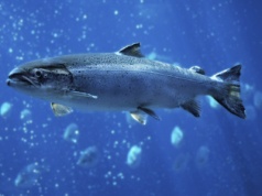 Jedna z ulubionych ryb Polaków niemal zniknęła. Niepokojące dane z Bałtyku